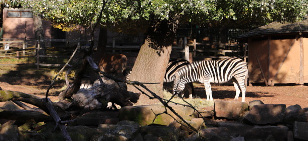 several zebras in the zoo of Kaiserslautern, Germany