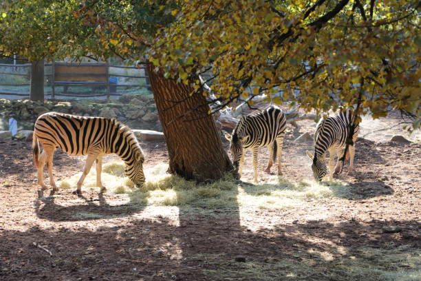 mehrere zebras im zoo - kaiserslautern stock-fotos und bilder