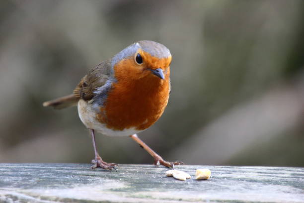 istock Close up of a robin 1473036212