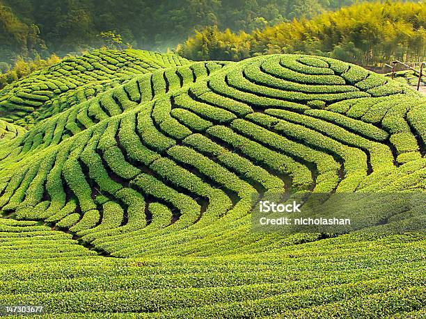 Ba 見学台湾のティーガーデン - 作物 お茶のストックフォトや画像を多数ご用意 - 作物 お茶, 温かいお茶, 台湾