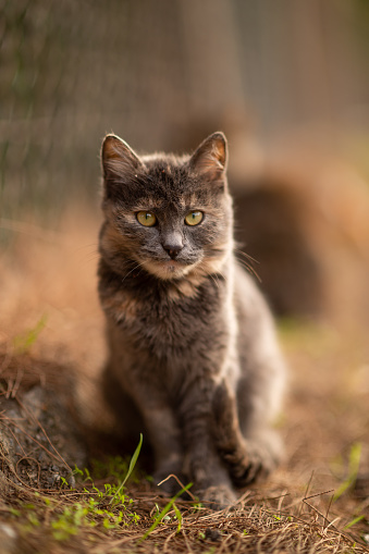 Portrait of a brown longhaired dirty cat standing on grass against blurred background.
