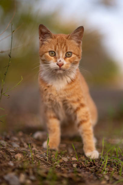 istock Portrait of a ginger kitten standing on grass 1473037157