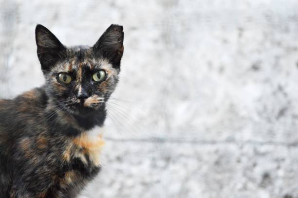 istock a brown cat without part of an ear 1473037167