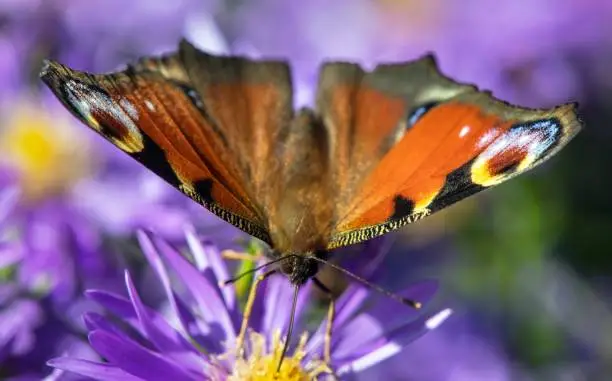Peacock butterfly sitting on blueflower, in latin Inachis Io or Aglais Io