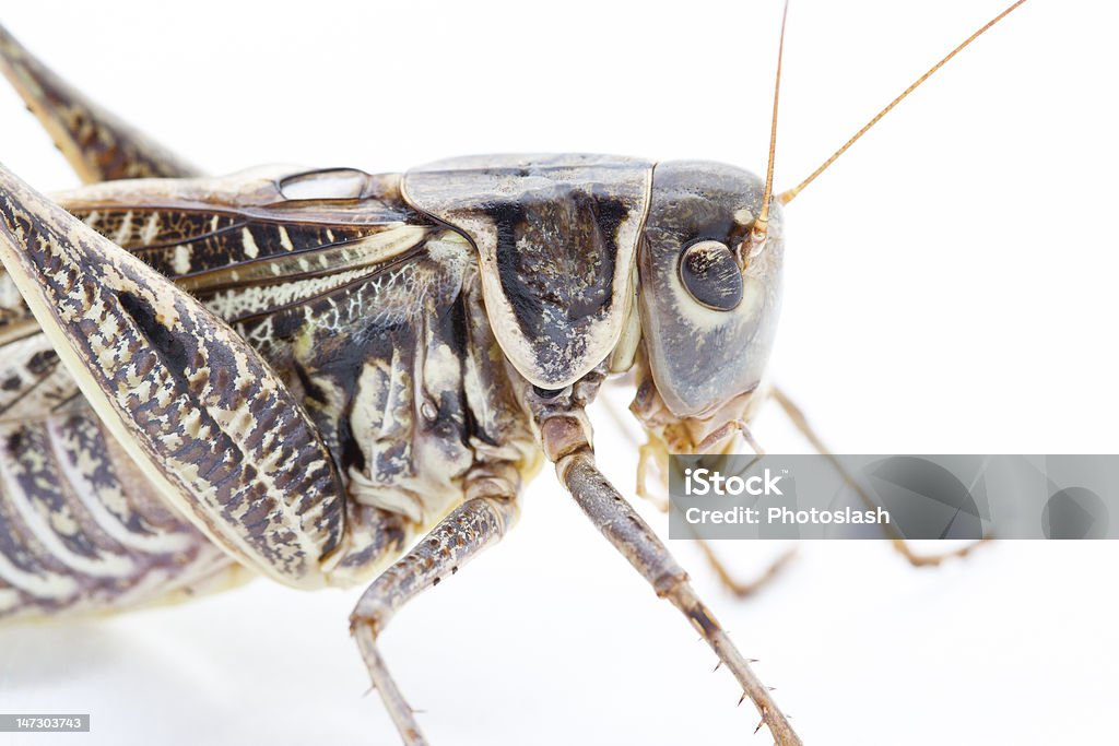 Grasshoper primer plano - Foto de stock de Animal libre de derechos