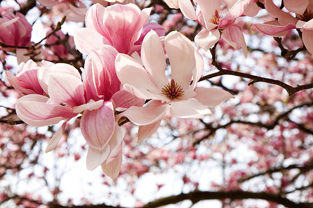 Magnolia Blossom stock photo
