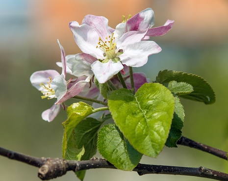 flower of apple tree in latin Malus Domestica flowering plant springtime view