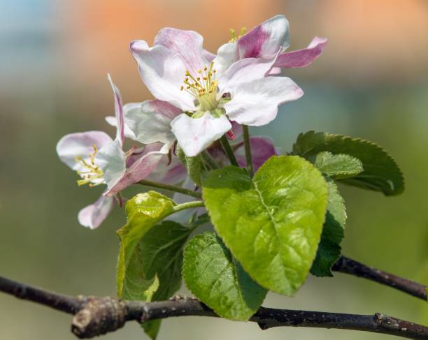 flower of apple tree in latin Malus Domestica stock photo