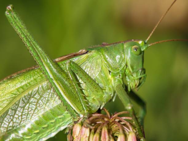 Grasshopper great green Tettigonia viridissima stock photo