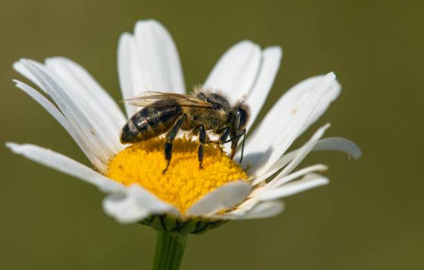 istock bee honeybee Apis Mellifera flower common daisy 1473037692