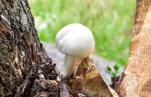 Full frame image of mushroom on moss with focus on foregroung in Bavaria in autumn, selective focus.