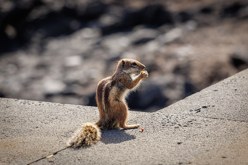 Chipmunk is a cute attraction on Fuerteventura, Canary Island