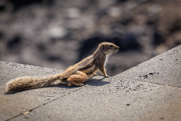 istock Chipmunk is a cute attraction on Fuerteventura 1473037867