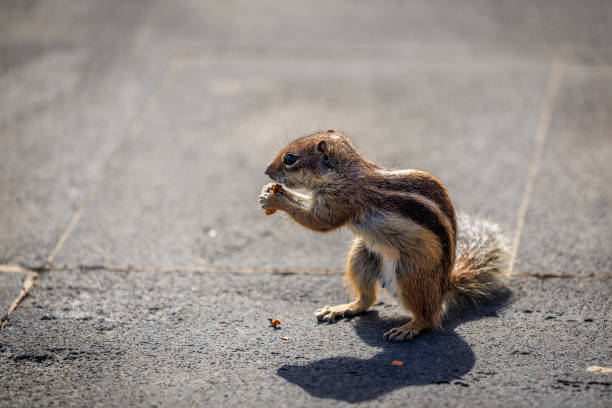 istock Chipmunk is a cute attraction on Fuerteventura 1473037868