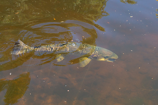Large male Atlantic salmon swimming in a river