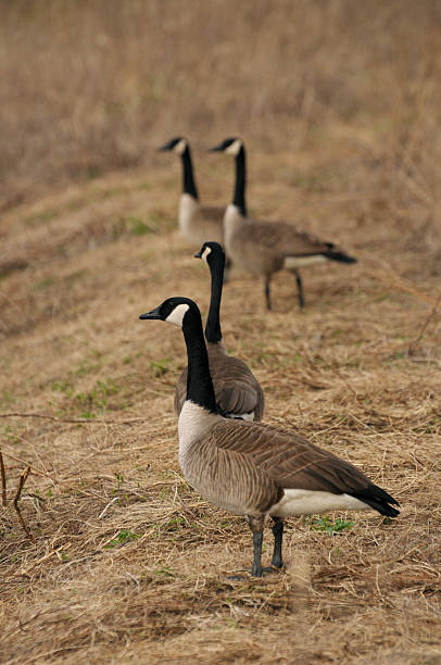 istock Flock of Canada geese 147303917