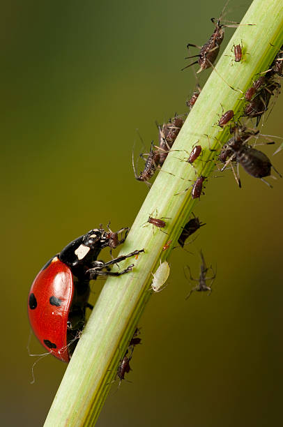 Ladybug hunting aphids A ladybug hunting for the plant parasite aphids aphid stock pictures, royalty-free photos & images