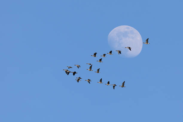 istock Wild geese infront of the Moon 1473039873