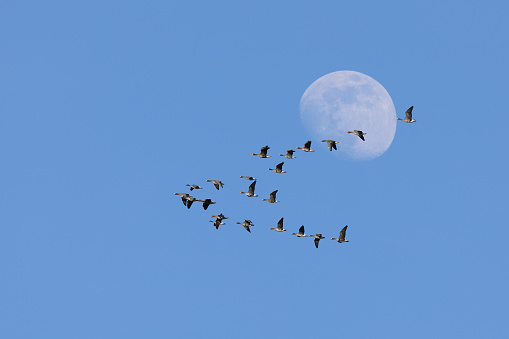 White fronted Geese flying infront of the Moon.