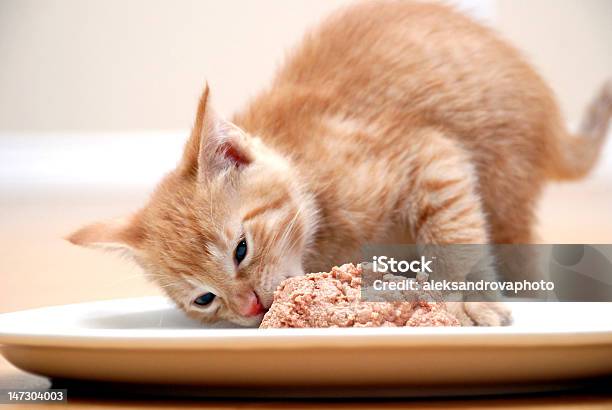 Głodny Kitty - zdjęcia stockowe i więcej obrazów Kot domowy - Kot domowy, Dziki kot, Jeść