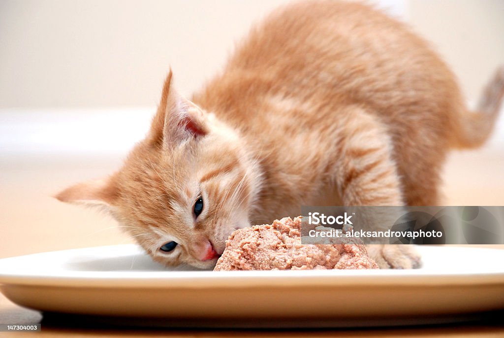 Esfomeado kitty - Royalty-free Gato domesticado Foto de stock