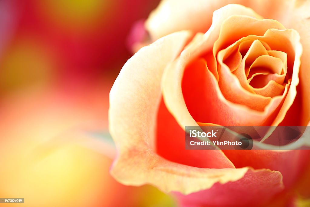 Rose Close up of a yellow rose Beauty Stock Photo