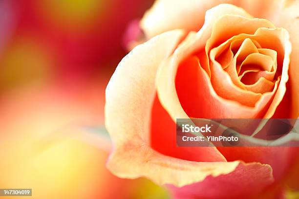Rose Stock Photo - Download Image Now - Beauty, Botany, Bouquet