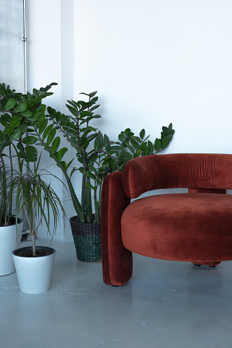 Fashion armchair and house plant in pots in a light interior.