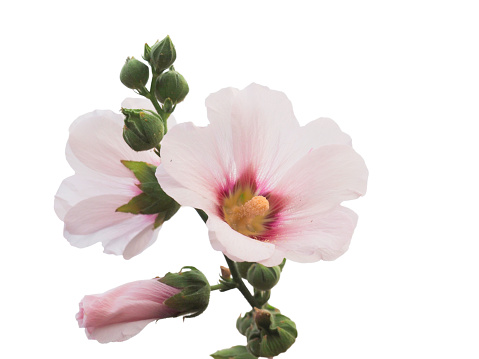Pale pink Hollyhocks flowers, isolated on white background.
