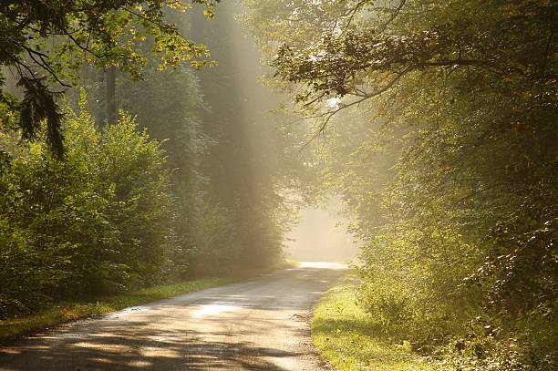 istock Country road at dawn 147304148