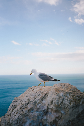 Seagull on blue background. European herring gull, Larus argentatus.