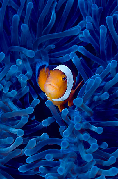 Blue anemone Clown fish in blue anemone sea anemone stock pictures, royalty-free photos & images