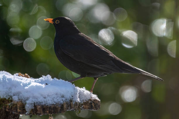 istock Common blackbird (Turdus merula) sitting in the garden on a winter's day 1473042997