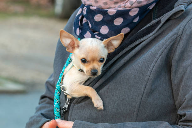 Woman carrying cute Chihuahua inside her jacket.