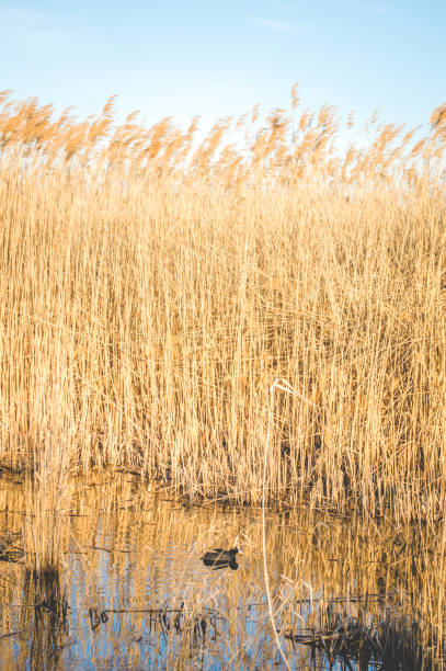 (Fulica atra)