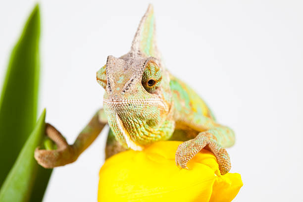 istock Close-up of big chameleon 147304407