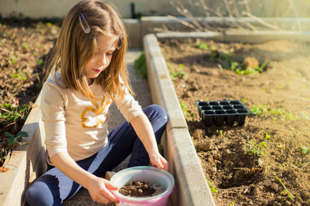 istock Child sieving soil for gardening. 1473044076