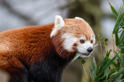 Red Panda Feeding on Bamboo Shoots