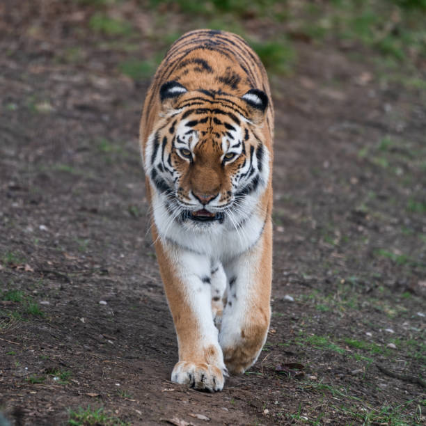 istock Amur Tiger Walking on the Ground 1473044441