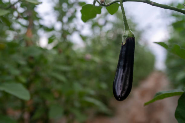 istock organic eggplant at the greenhouse 1473045420