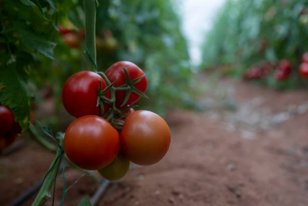 istock organic ripe tomatoes at the greenhouse 1473045513