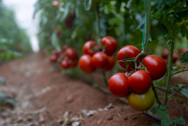 istock organic ripe tomatoes at the greenhouse 1473045532