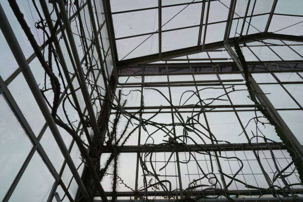 istock Interior of a greenhouse in low angle view. 1473045959
