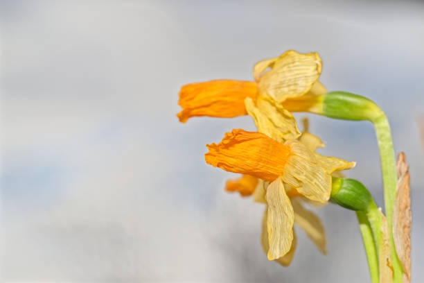 Macro of wilted yellow narcissus or daffodil flowers against light background