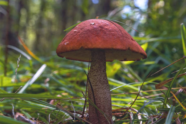 Ripe boletus in the forest stock photo