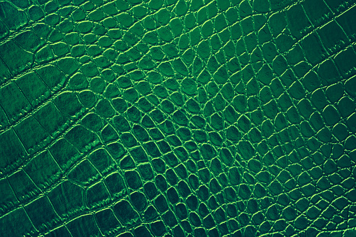 Green Crocodile Alligator Leather Skin Texture Pattern Shiny Leatherette Alligator Dragon Dinosaur Reptile Ombre Background Teal Foil Rough Bumpy Paper Copy Space Close-Up Macro Photography Full Frame Design template for presentation, flyer, card, poster, brochure, banner