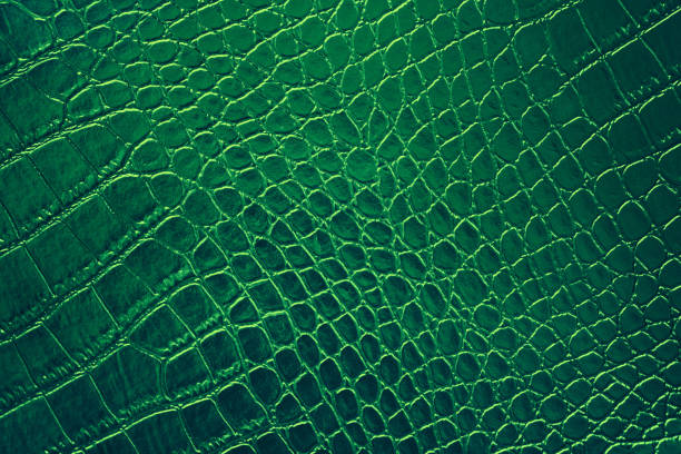 Green Crocodile Alligator Leather Artificial Skin Texture Pattern Shiny Leatherette Alligator Dragon Dinosaur Reptile Ombre Background Teal Foil Rough Bumpy Paper Copy Space Close-Up Macro Photography Full Frame Green Crocodile Alligator Leather Skin Texture Pattern Shiny Leatherette Alligator Dragon Dinosaur Reptile Ombre Background Teal Foil Rough Bumpy Paper Copy Space Close-Up Macro Photography Full Frame Design template for presentation, flyer, card, poster, brochure, banner fake leather stock pictures, royalty-free photos & images