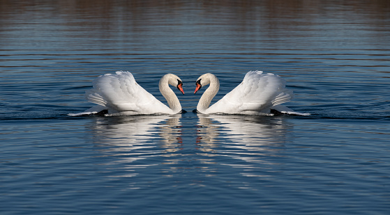 Two white mute swans swim towards each other. The wings are raised. The birds swim on a blue lake with gentle waves.