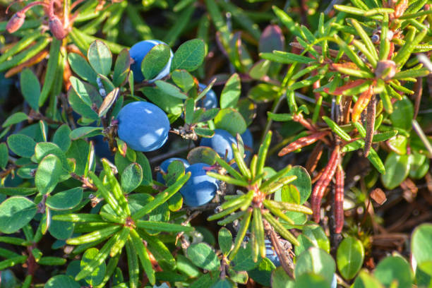istock Blueberries in the tundra. 1473048291