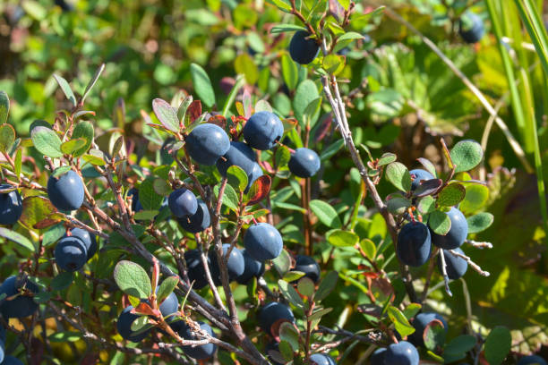 istock Blueberries in the tundra. 1473048320